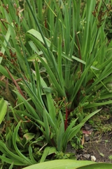 Juncus lomatophyllus