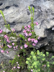 Erica spumosa