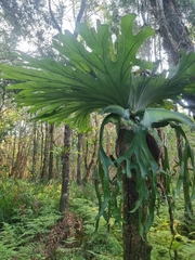 Platycerium superbum