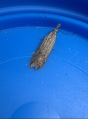 Dichomeris acuminatus