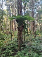 Platycerium superbum