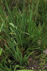 Juncus lomatophyllus