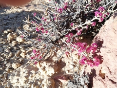 Salsola oppositifolia