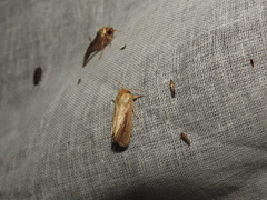 Stagmatophora argyrostrepta