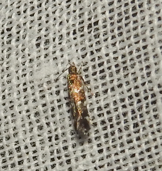 Stagmatophora argyrostrepta