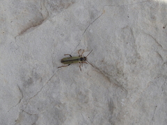 Cantharis decipiens