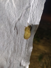 Psilopygida crispula