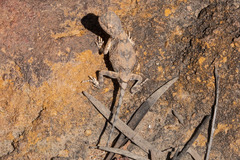 Tympanocryptis intima