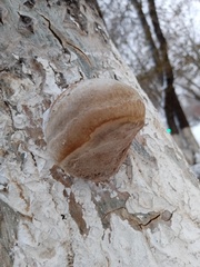 Phellinus tremulae
