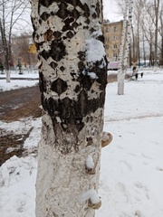 Phellinus tremulae