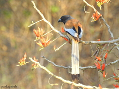 Dendrocitta vagabunda