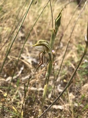 Pterostylis biseta