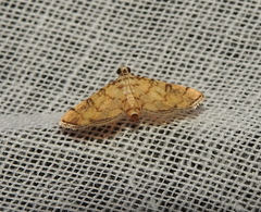 Lamprosema