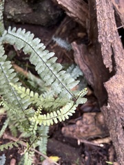 Asplenium normale