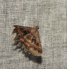 Acantholipes