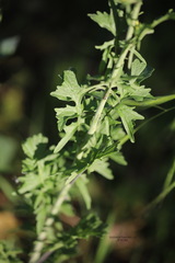 Sisymbrium officinale