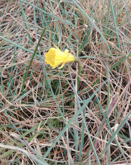Narcissus bulbocodium