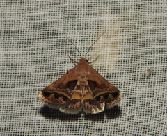 Acantholipes