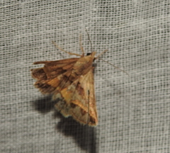 Acantholipes