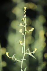 Sisymbrium officinale
