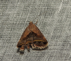 Acantholipes