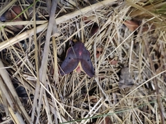 Psilopygida crispula