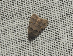 Bellulia