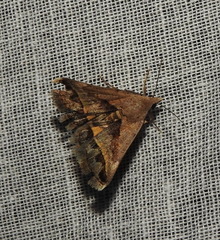 Acantholipes