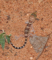 Hemidactylus triedrus
