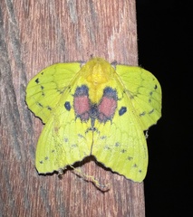Lepidoptera
