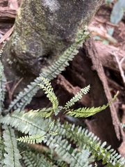 Asplenium normale
