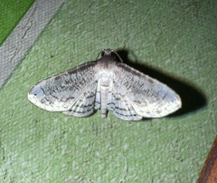 Lepidoptera