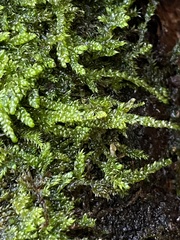 Hypnum cupressiforme