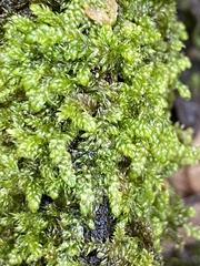 Hypnum cupressiforme