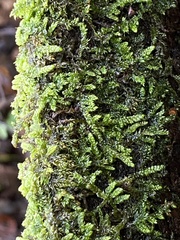 Hypnum cupressiforme