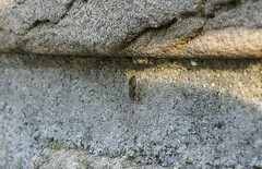 Annulipalpia