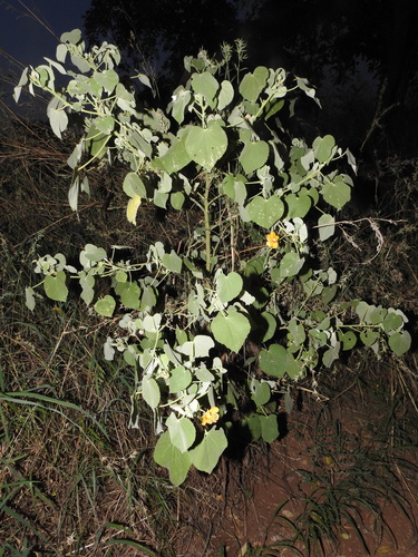Image of Abutilon hirtum by (c) Hopeland, some rights reserved (CC BY)
