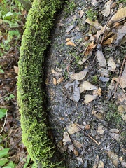 Hypnum cupressiforme