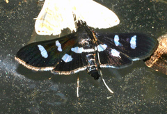 Desmia octomaculalis