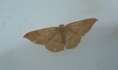 Cyclophora