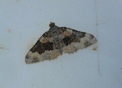 Epirrhoe galiata