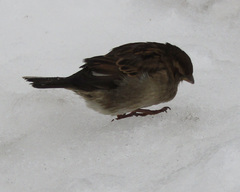 Passer domesticus