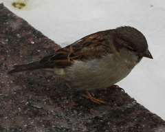 Passer domesticus