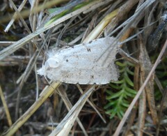 Chersotis margaritacea