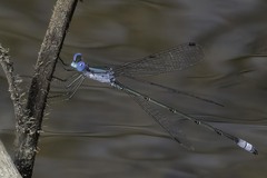 Lestes forficula