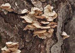 Irpiciporus