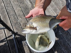 Acanthopagrus butcheri