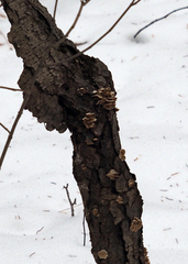 Irpiciporus