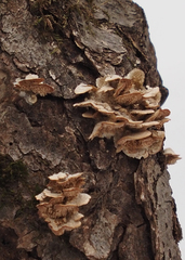 Irpiciporus