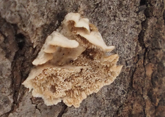 Irpiciporus